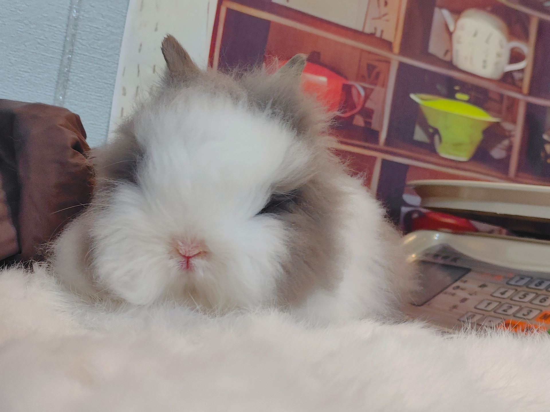 盖脸猫猫兔